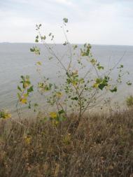 Рацеве,Кременчукське водосховище