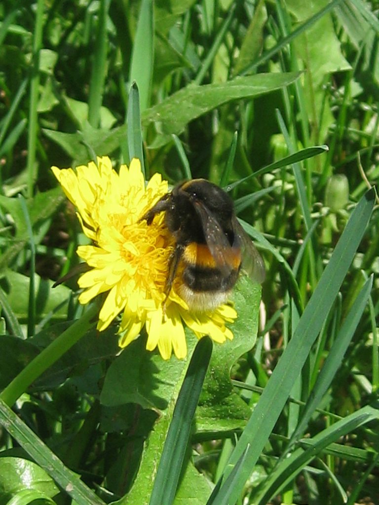 дело рук Творца - Забілоччя