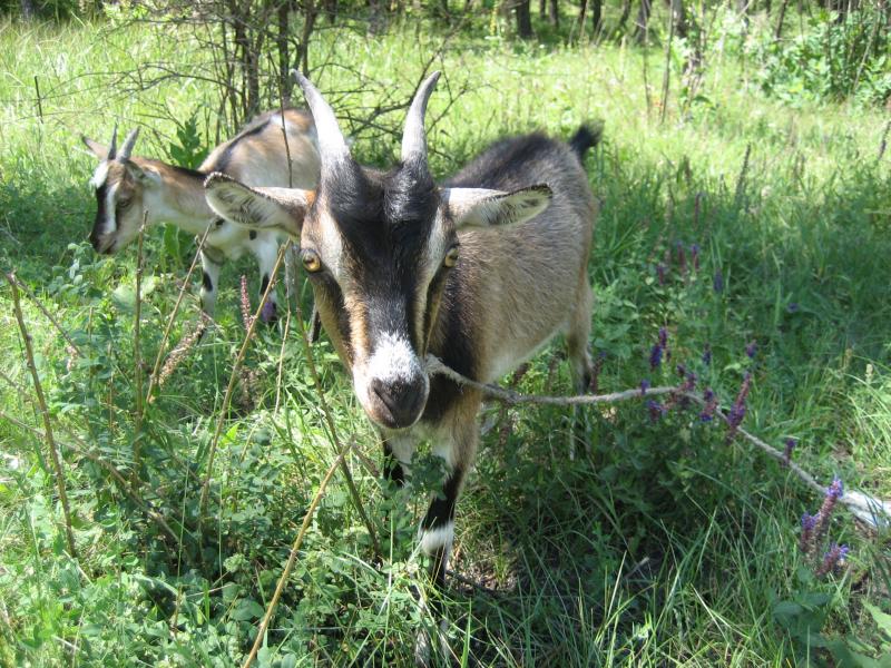 Рацеве,Кременчукське водосховище - Рацево