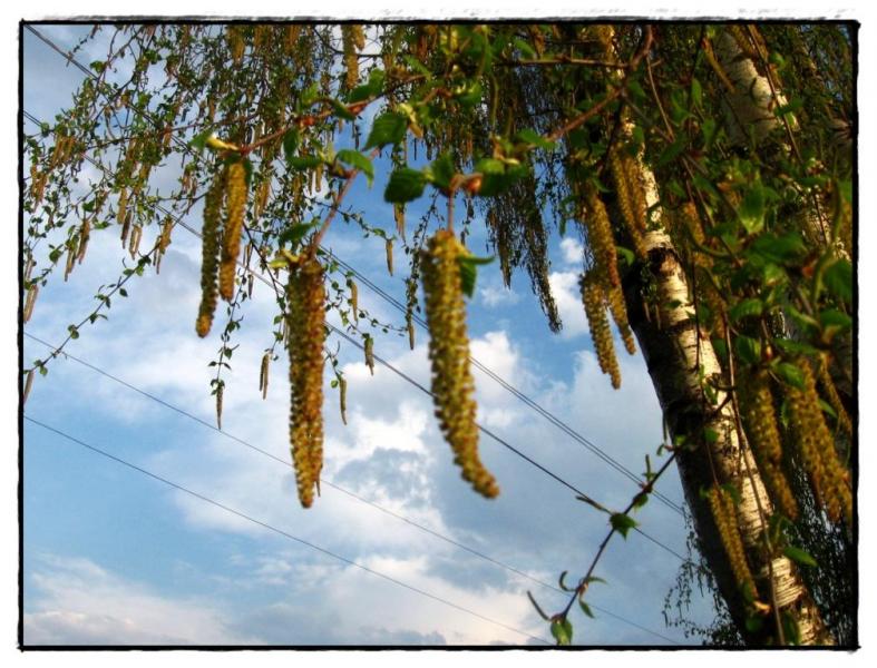 Різне - Селятин