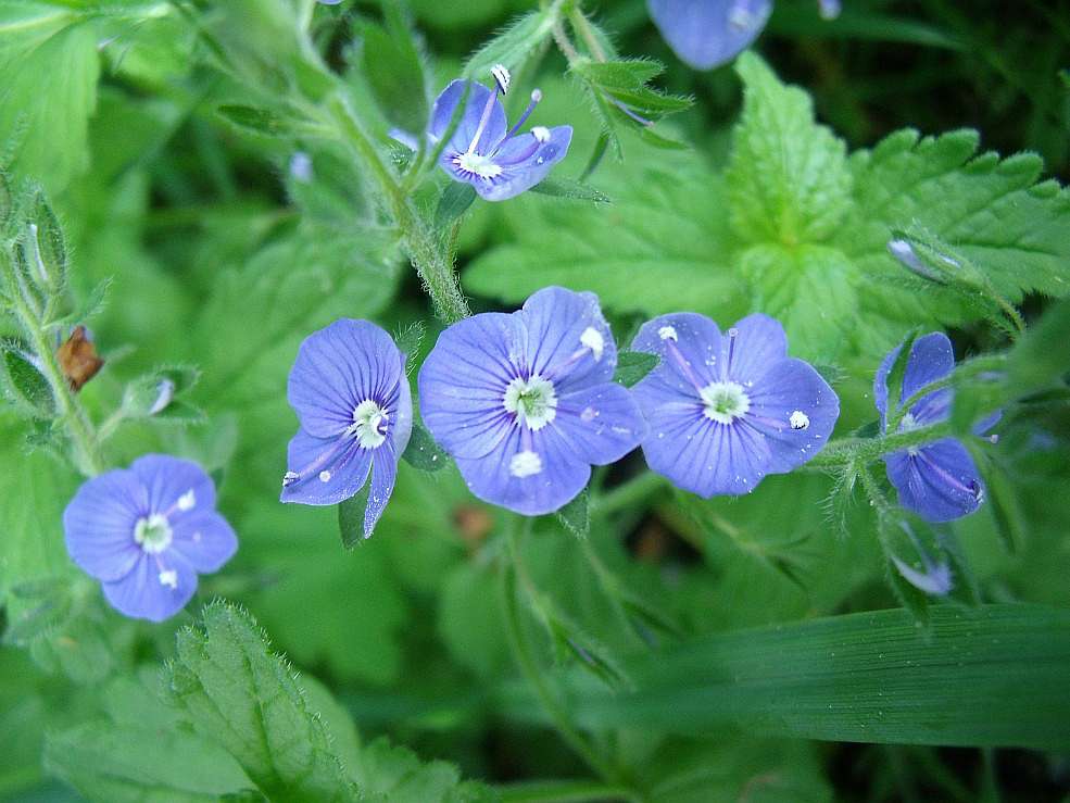 Мохначка - Мохначка