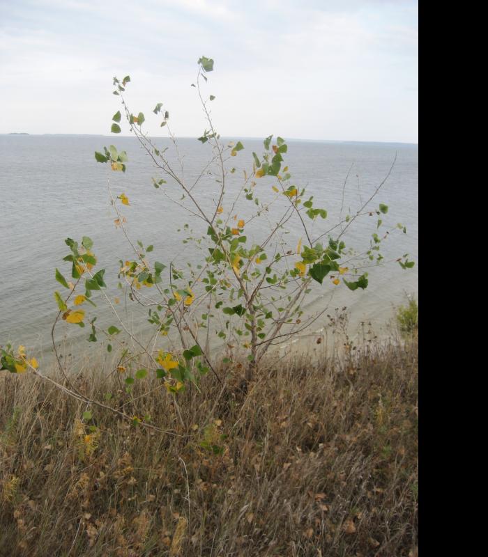 Рацеве,Кременчукське водосховище - Рацево