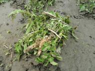 Колодрібка - Останні фото