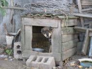 ковпаківка