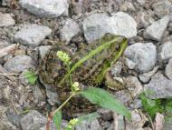 Колпаковка. вересень 2009