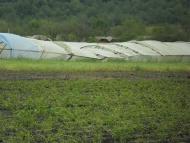 Колодрібка - Останні фото