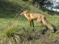 ковпаківка