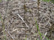 ковпаківка