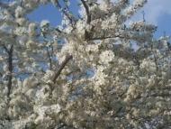 Залесцы - Последние фото