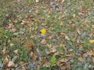 ковпаківка