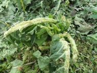 Колодрібка - Останні фото