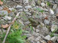 ковпаківка