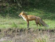 Колпаковка. вересень 2009