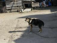 ковпаківка