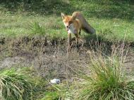 Колпаковка. вересень 2009