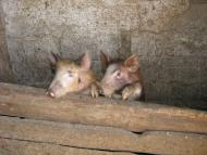 ковпаківка