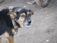 ковпаківка