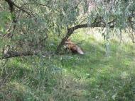 ковпаківка