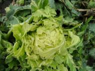 Колодрібка - Останні фото