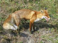 Колпаковка. вересень 2009