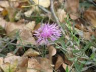 Колпаковка. вересень 2009