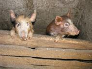 ковпаківка