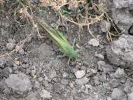 ковпаківка