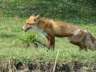 ковпаківка