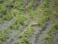 Стихійне лихо