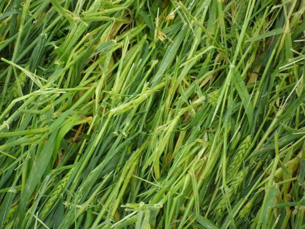 Стихійне лихо - Колодрібка