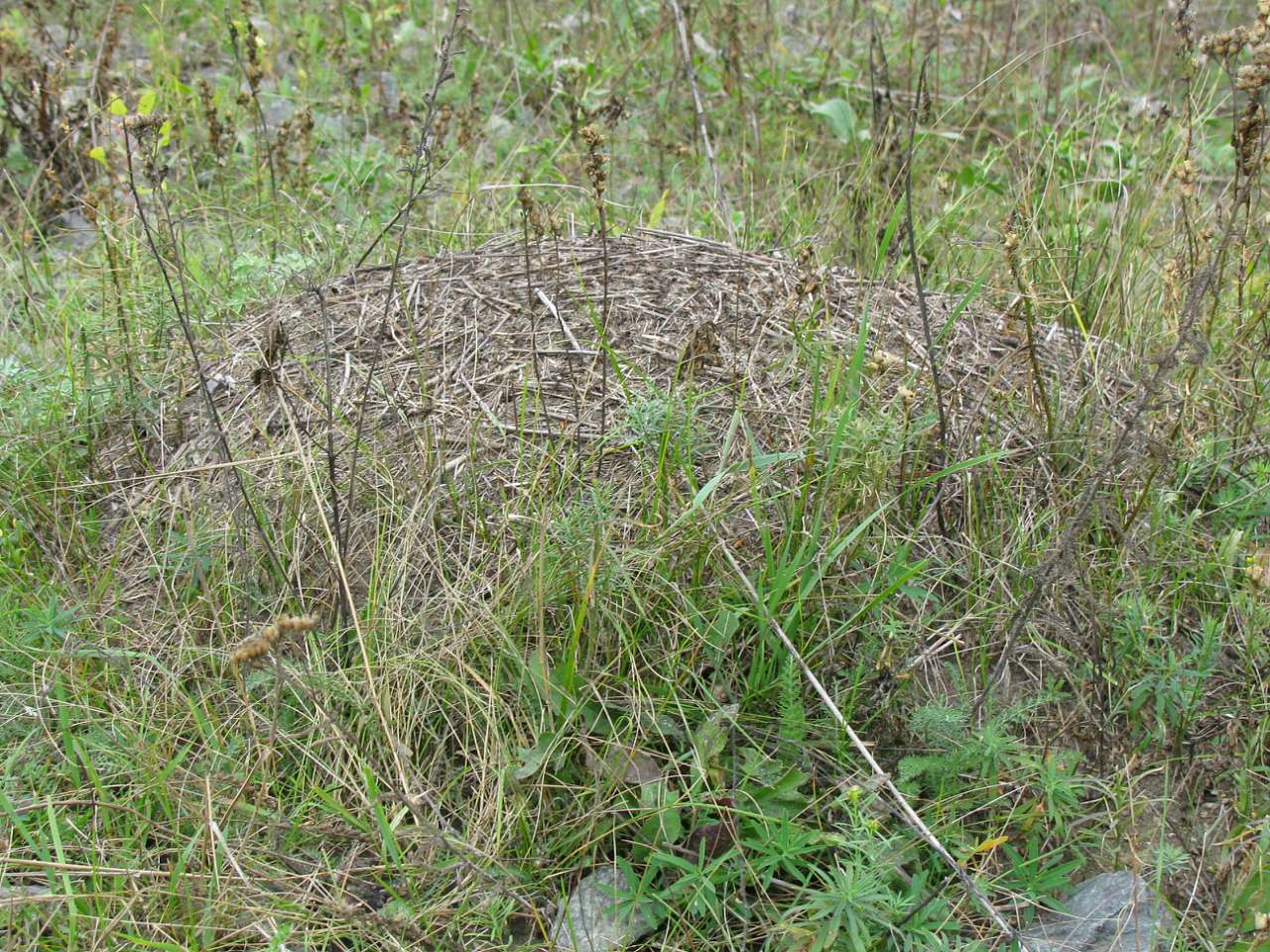 Колпаковка. вересень 2009 - Ковпаківка