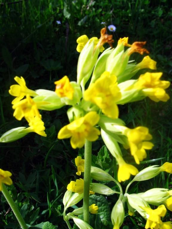 Різне - Селятин