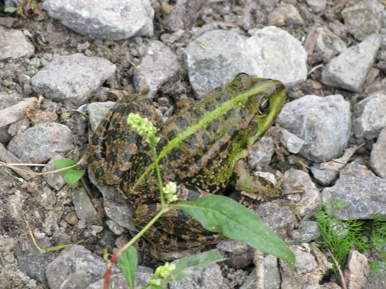 Колпаковка. вересень 2009 - Ковпаківка