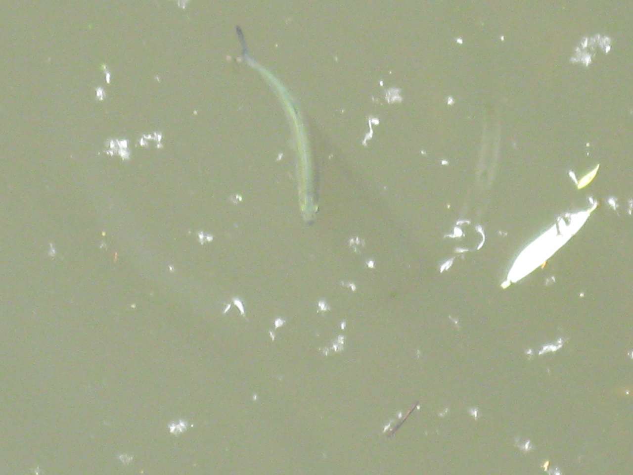 Дібрівка - Дібрівка