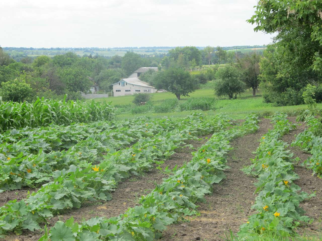 Літо вПетрівці - Петрівка