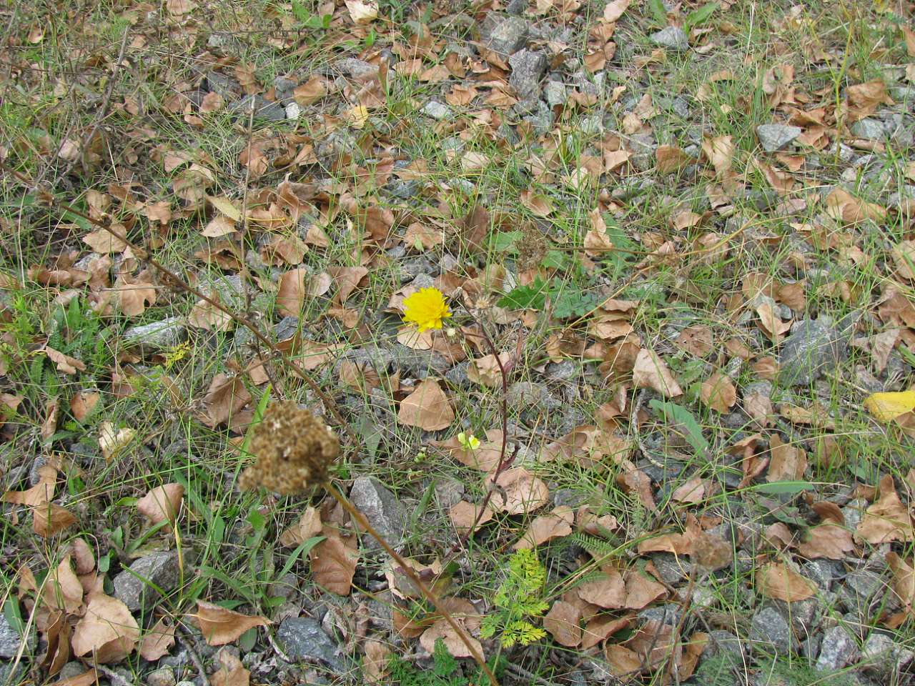 ковпаківка - Ковпаківка