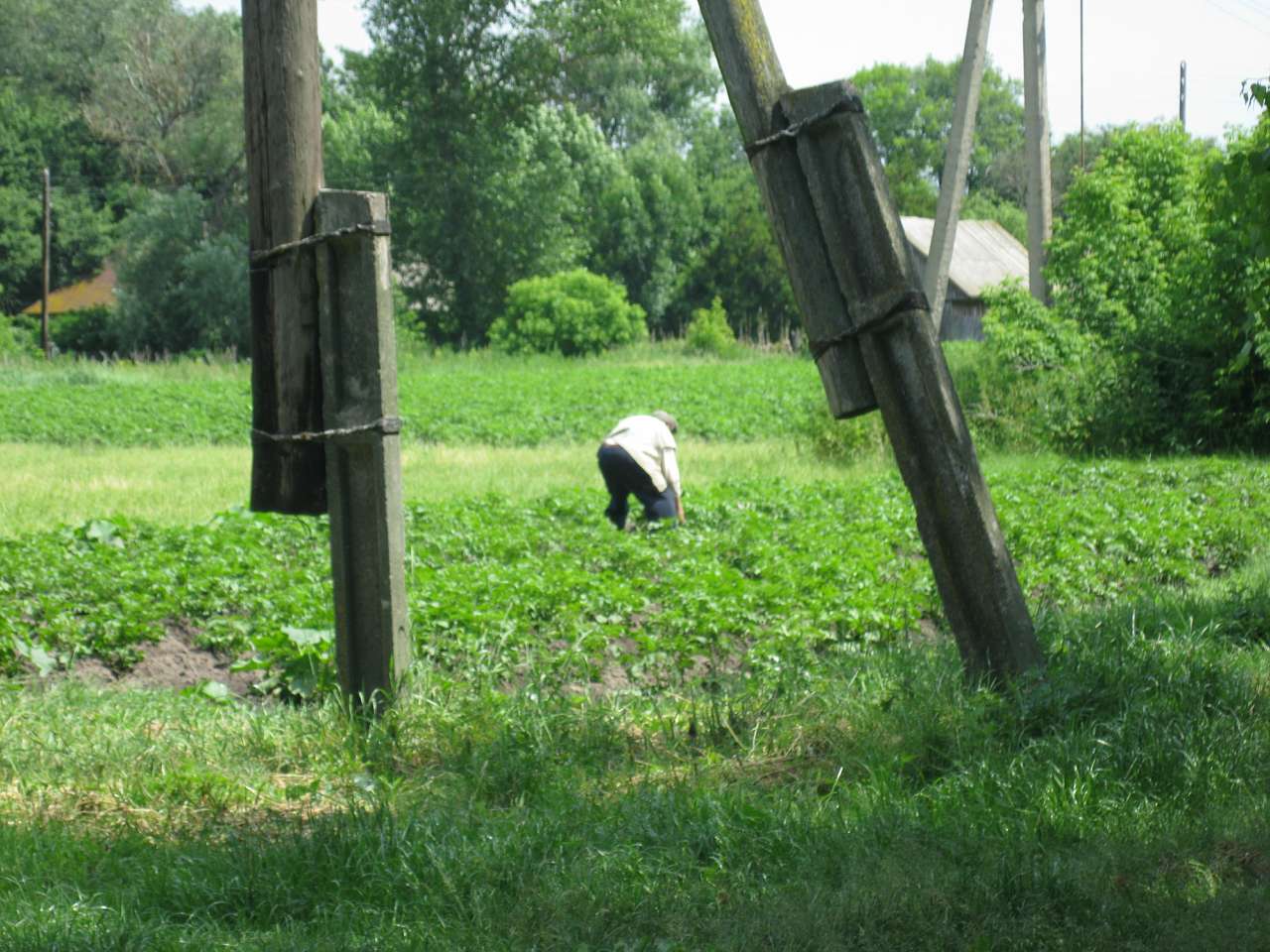 Дібрівка - Дібрівка