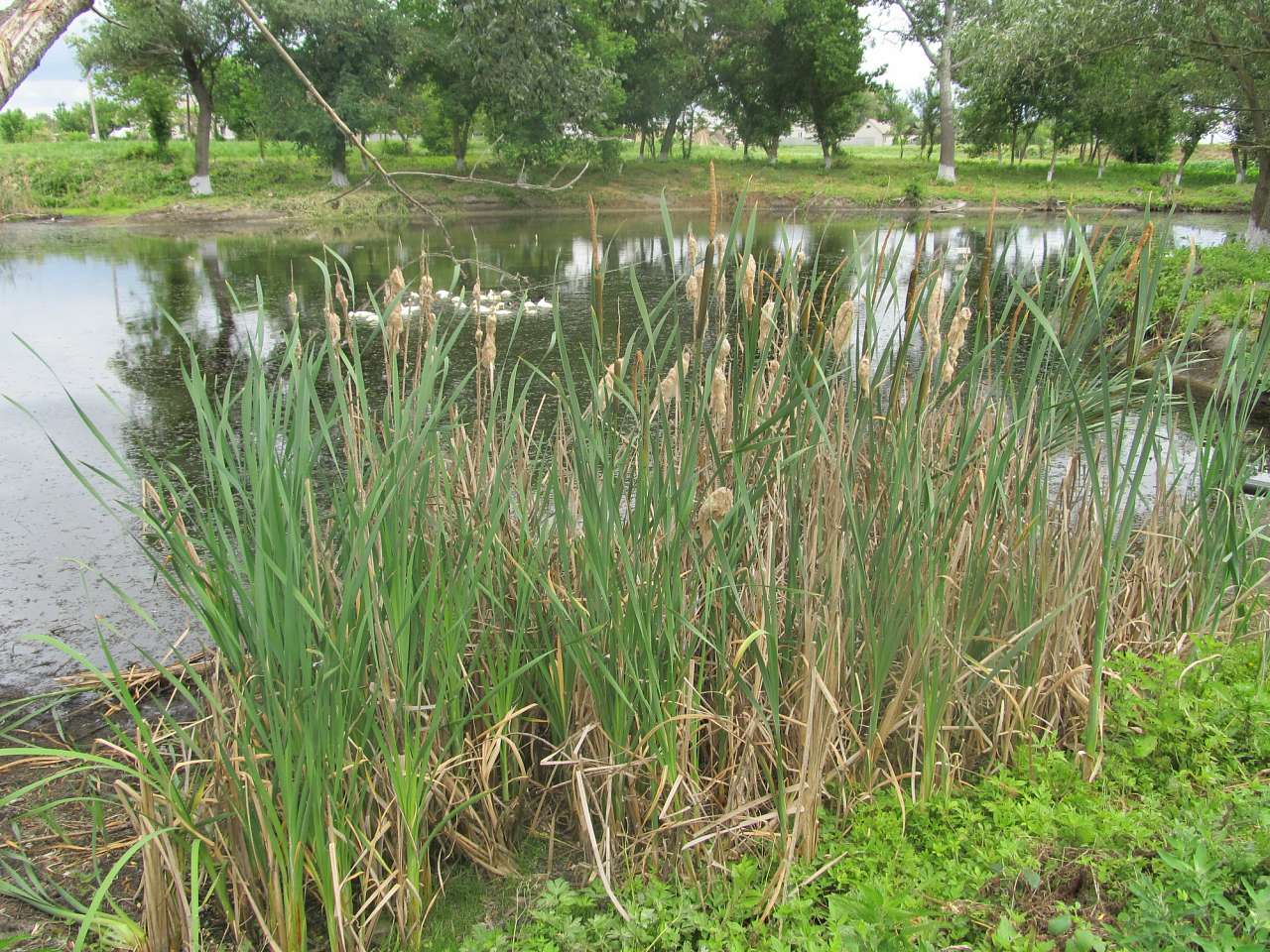 Село Турбаї. Початок. - Турбаї