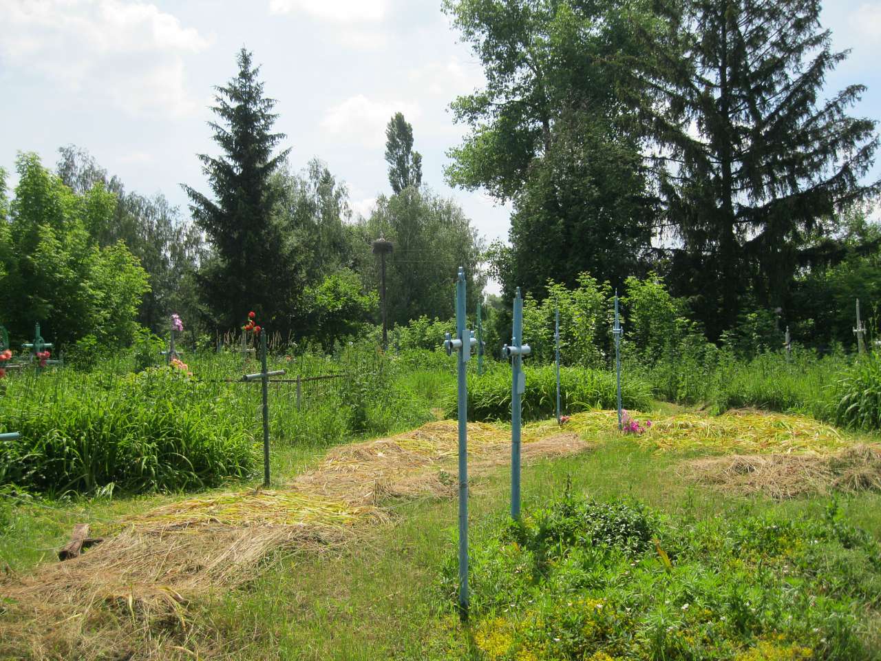 Дібрівка - Дібрівка