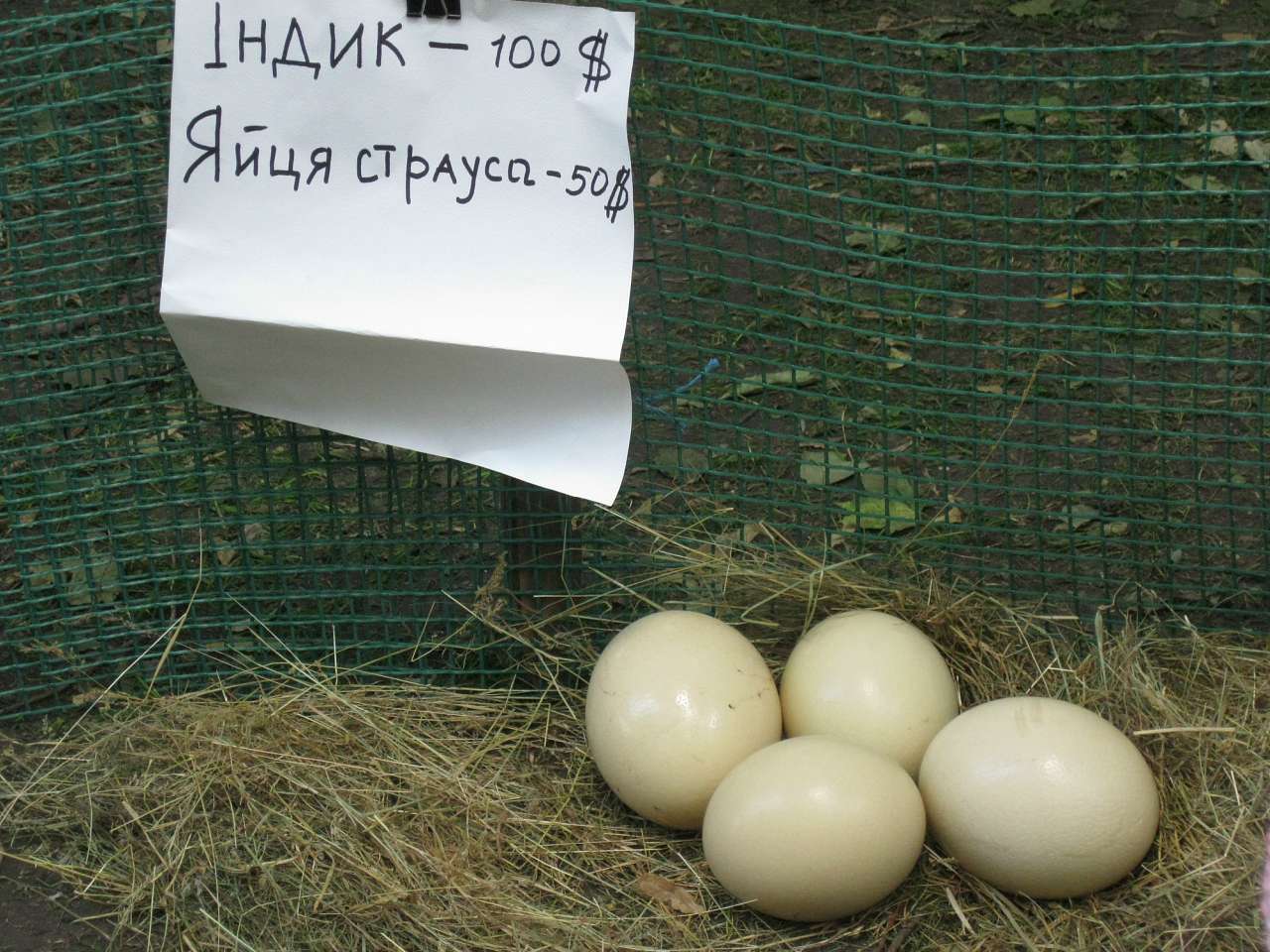 Троїцький ярмарок 3.06.2012. - Мена