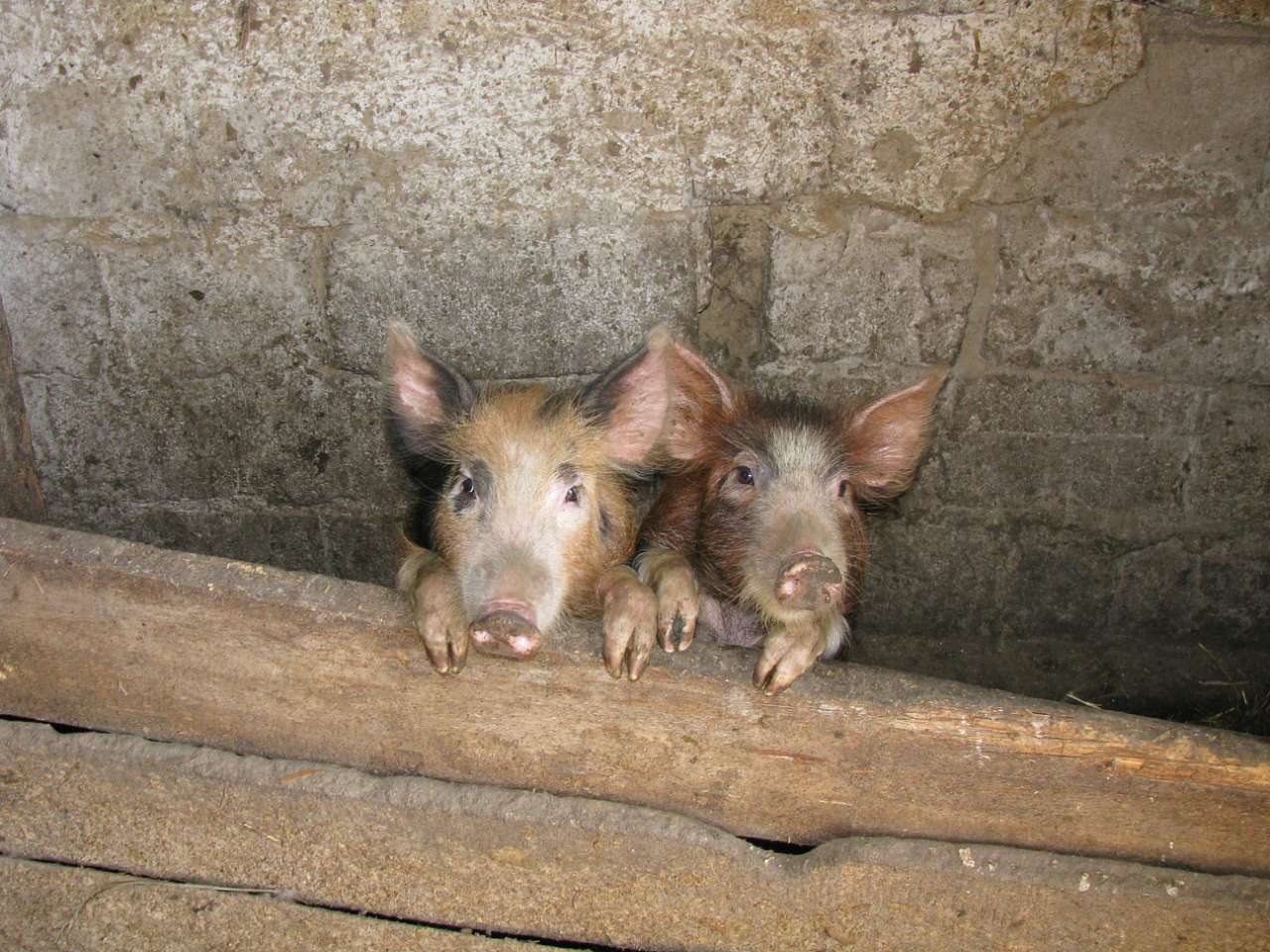 Колпаковка. вересень 2009 - Ковпаківка