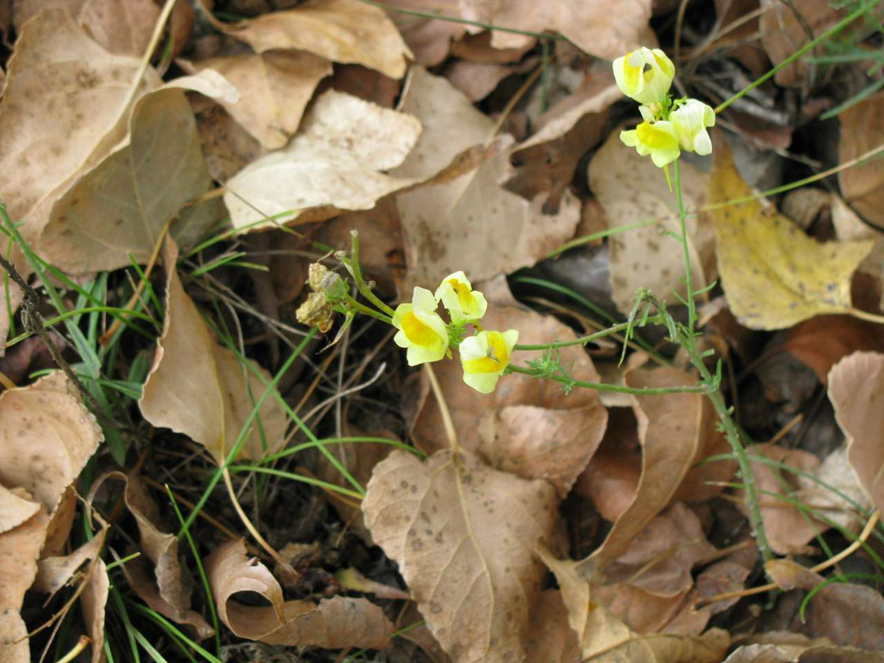 Колпаковка. вересень 2009 - Ковпаківка