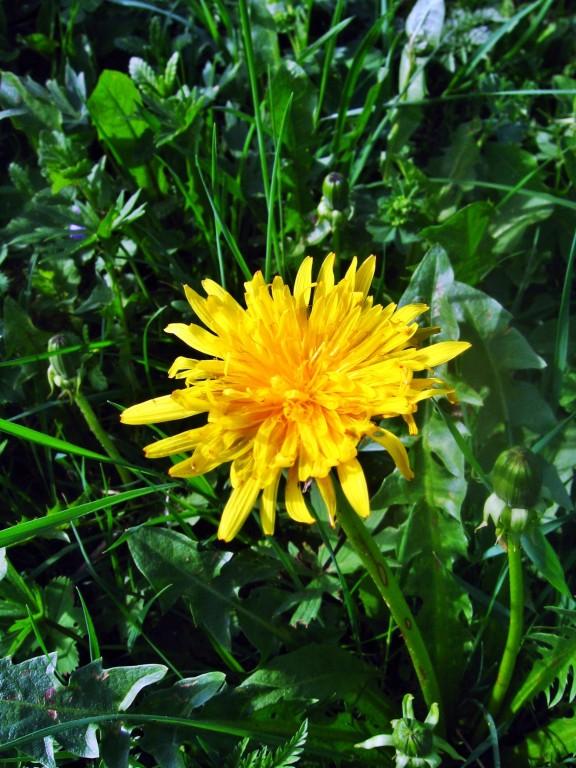 Різне - Селятин