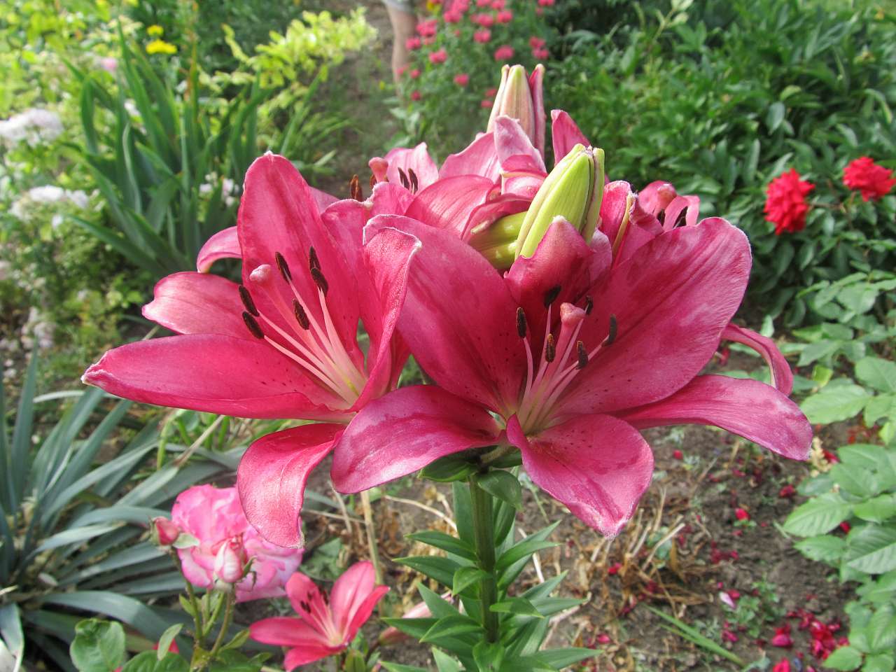 Літо вПетрівці - Петровка