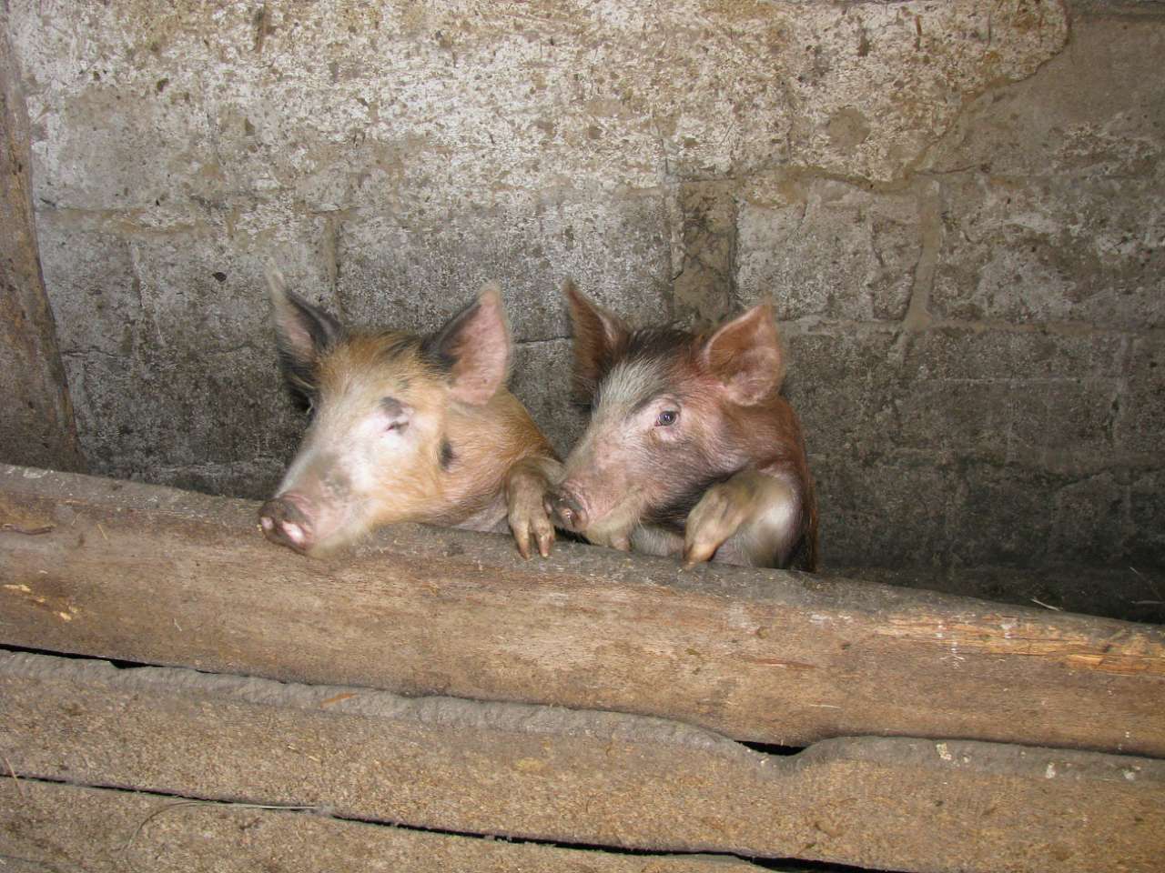 ковпаківка - Ковпаківка