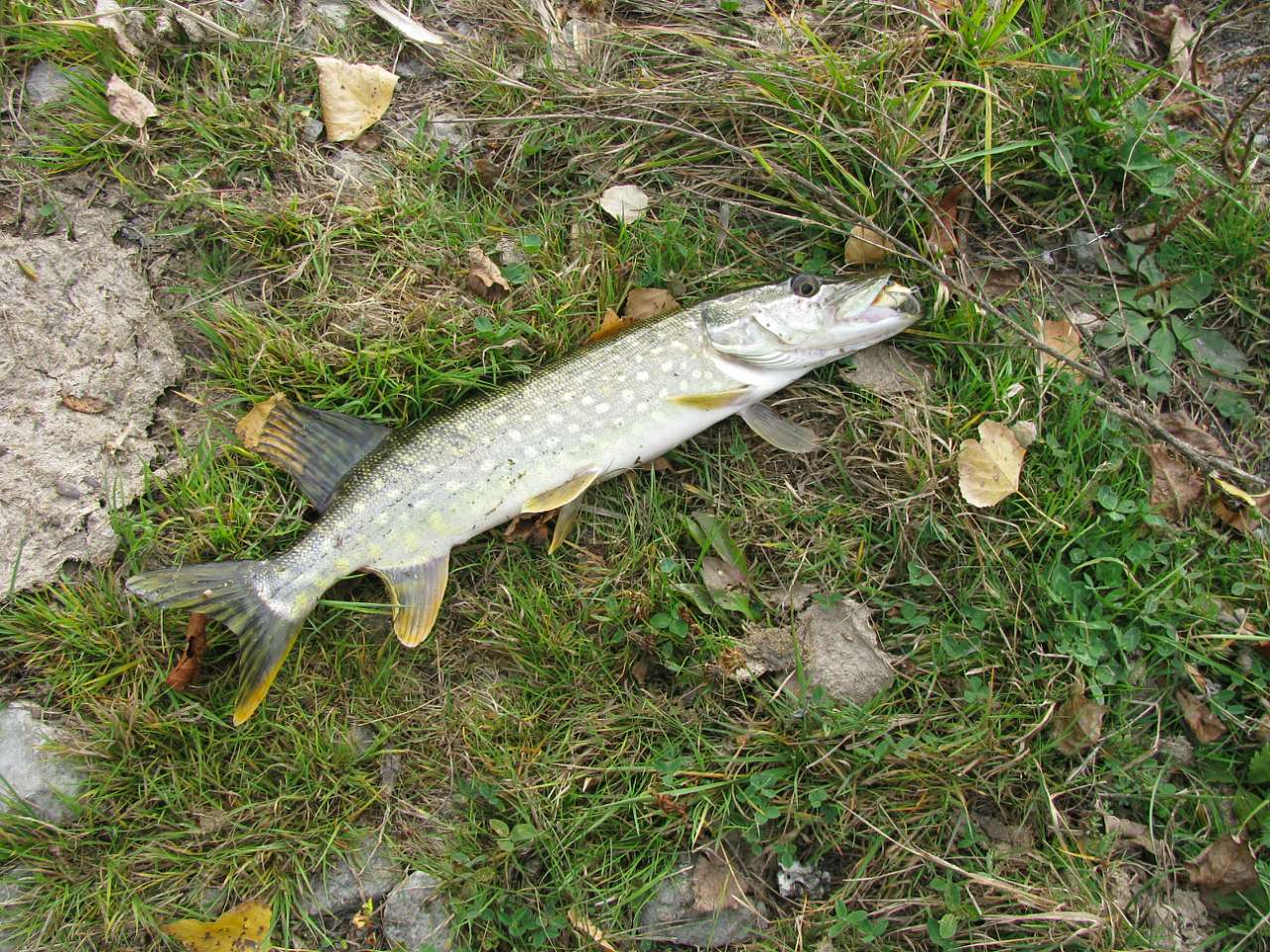 Колпаковка. вересень 2009 - Ковпаківка