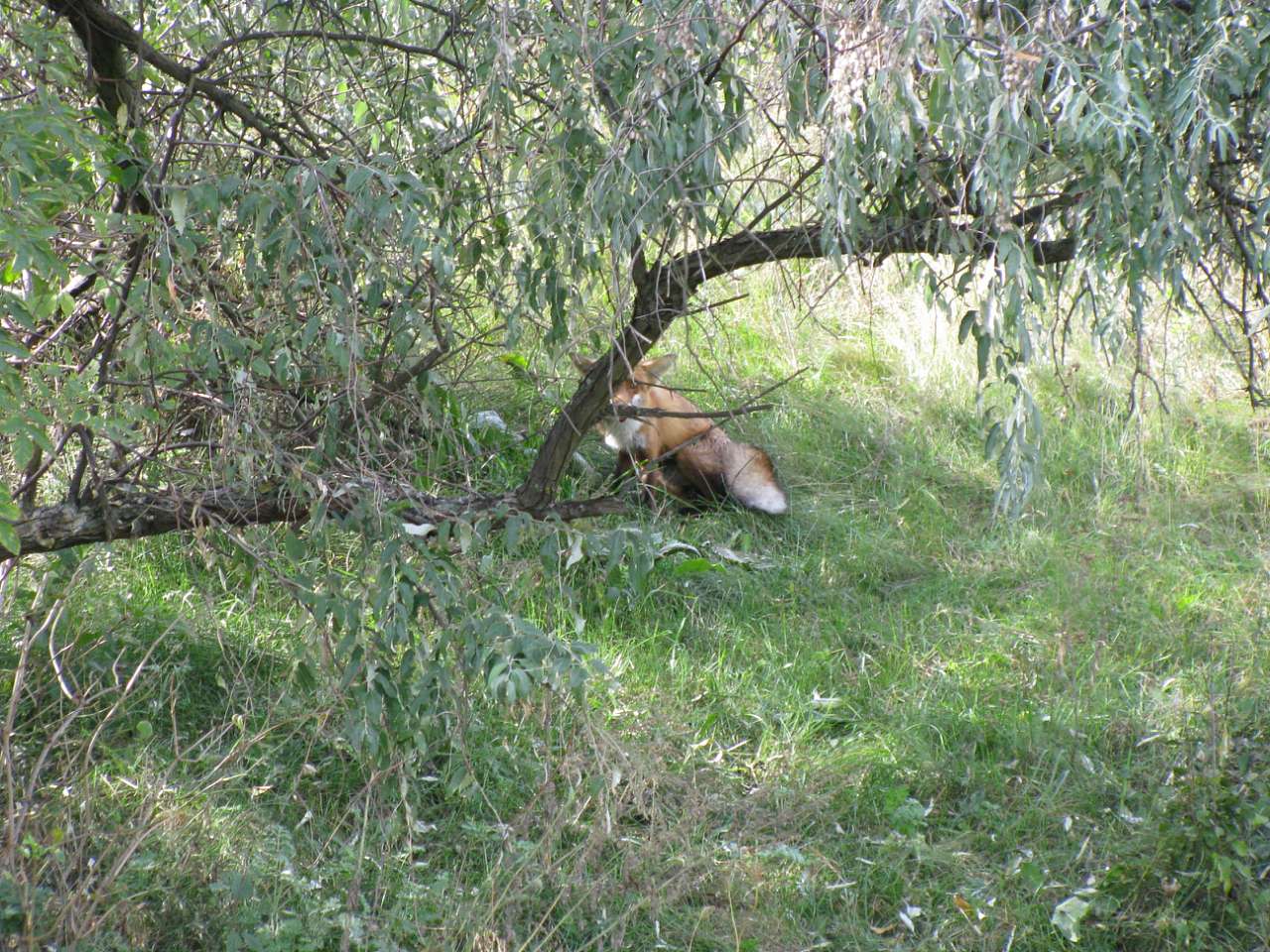 ковпаківка - Ковпаківка