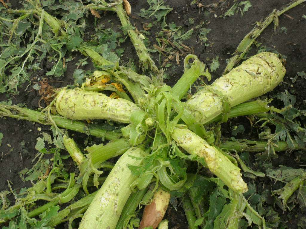 Стихійне лихо - Колодрібка