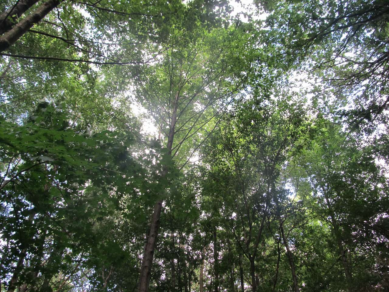 Біля цілющого джерела - Турбаї