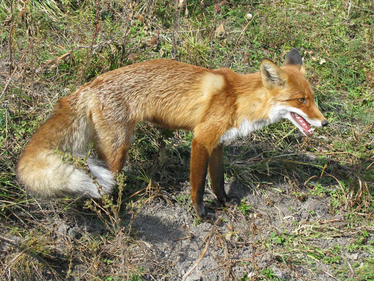 Колпаковка. вересень 2009 - Ковпаківка